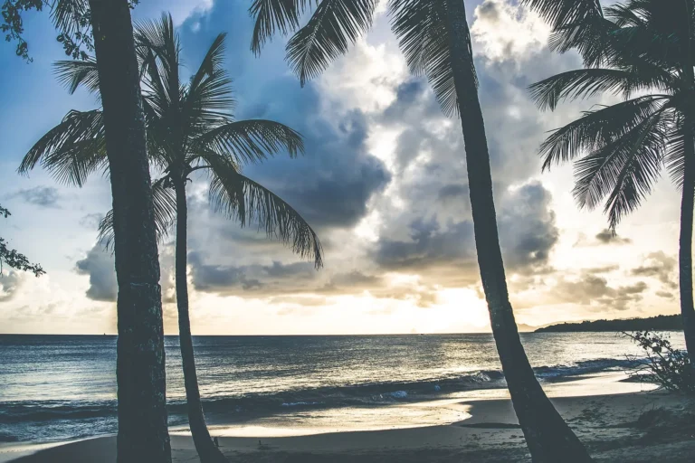Coucher de soleil sur une plage de Martinique avec cocotiers au premier plan